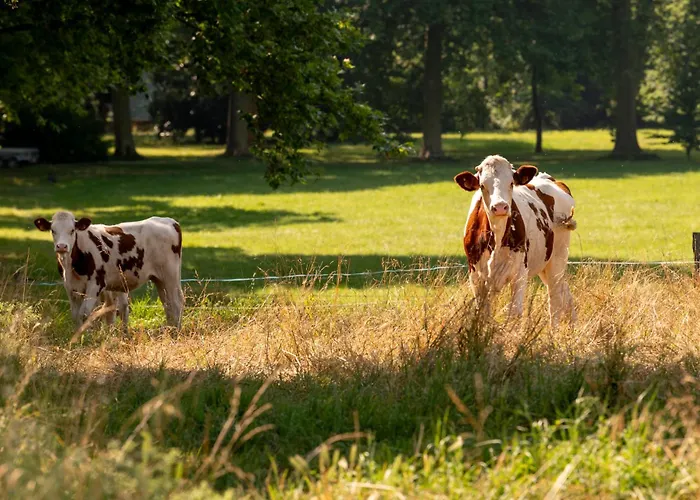 Ferrassou - Chateau Et Ferme *
